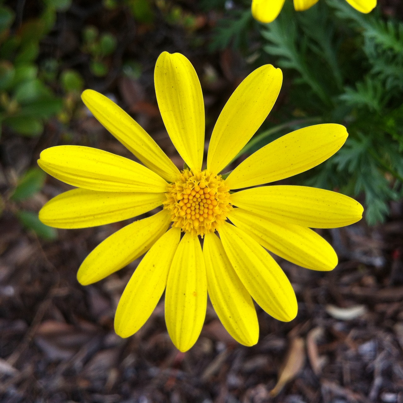 yellow flower flora free photo