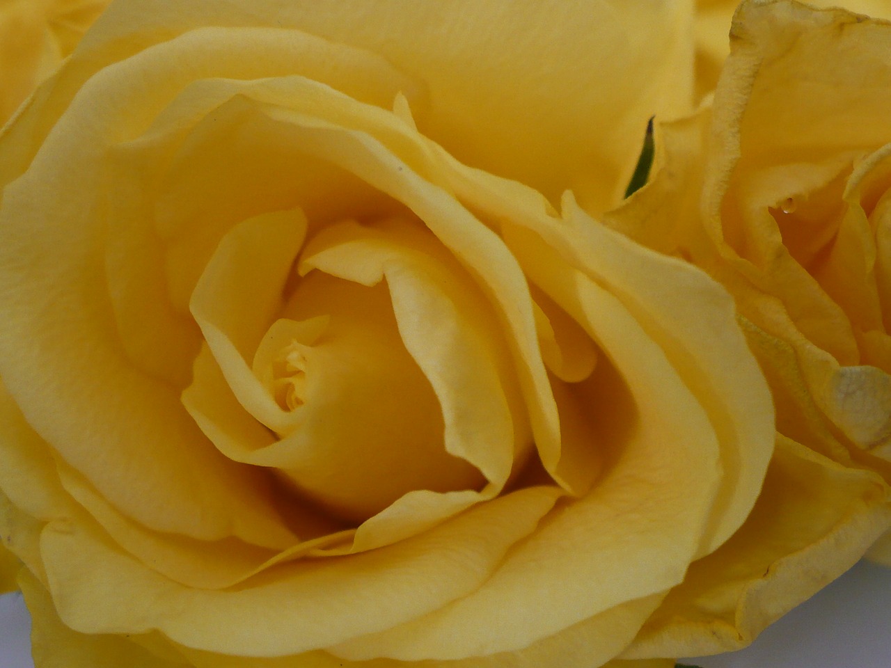 yellow rose flower free photo