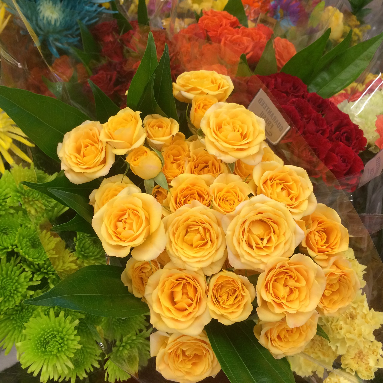 yellow roses bloom free photo