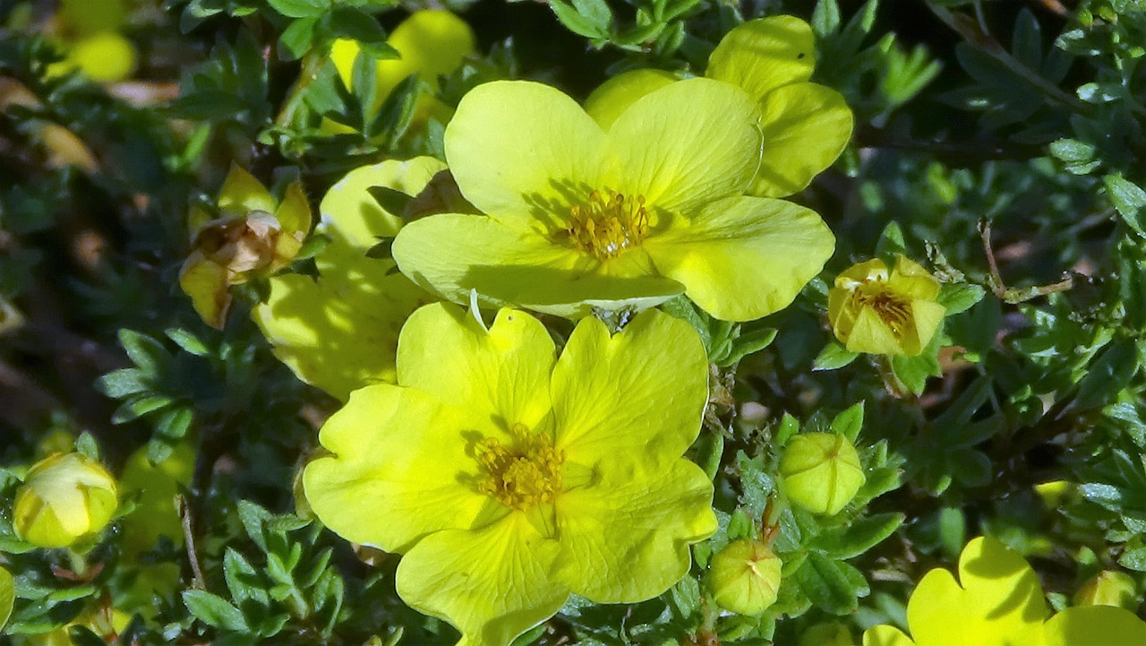 yellow flower shrub free photo