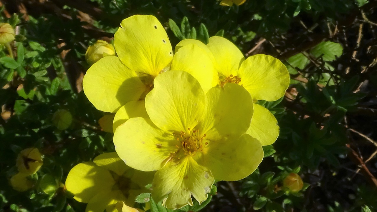 yellow flower blossom free photo