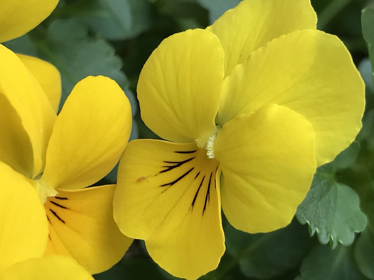 yellow bloom plant free photo