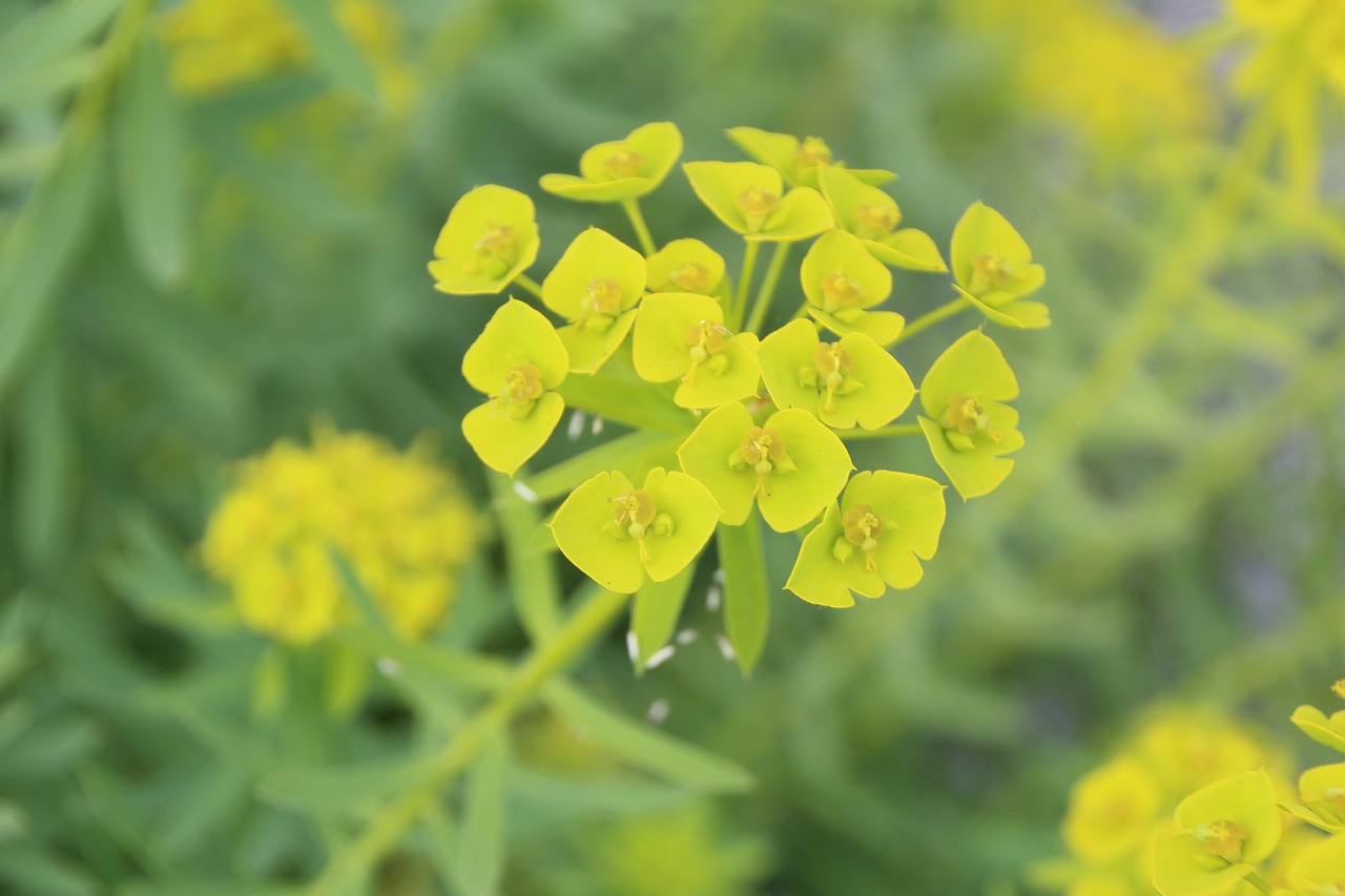 yellow blossom bloom free photo