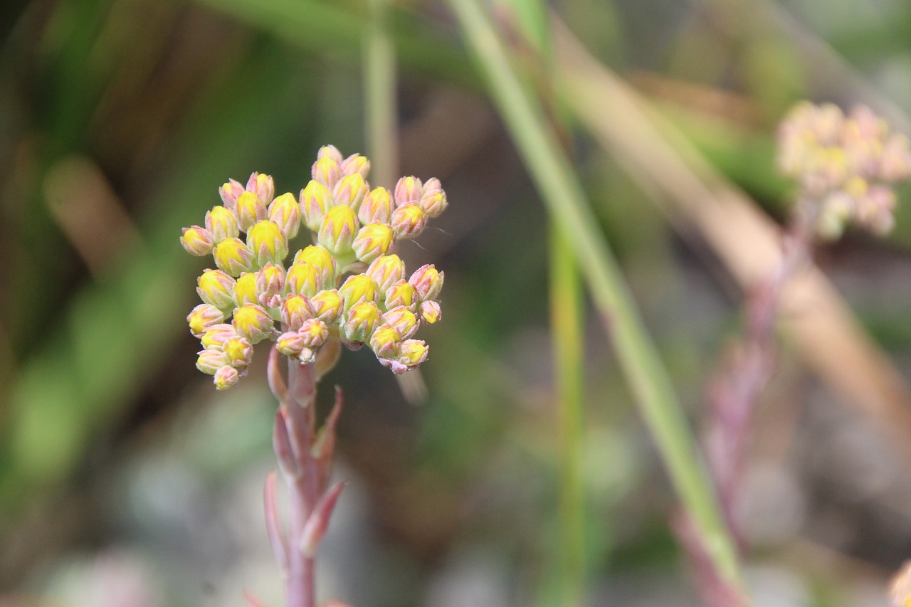 yellow stone garden blossom free photo