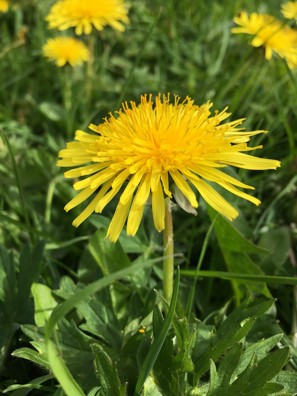 yellow flower natural free photo