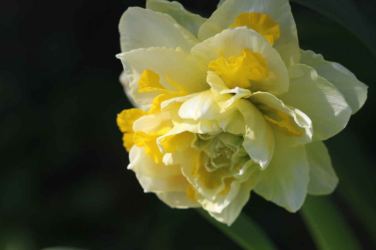 yellow flower garden free photo