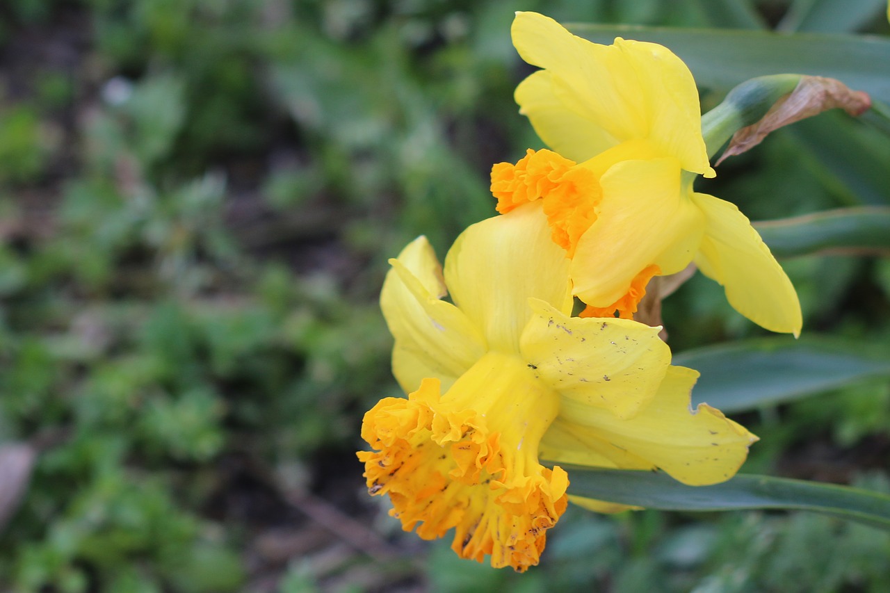 yellow flower garden free photo