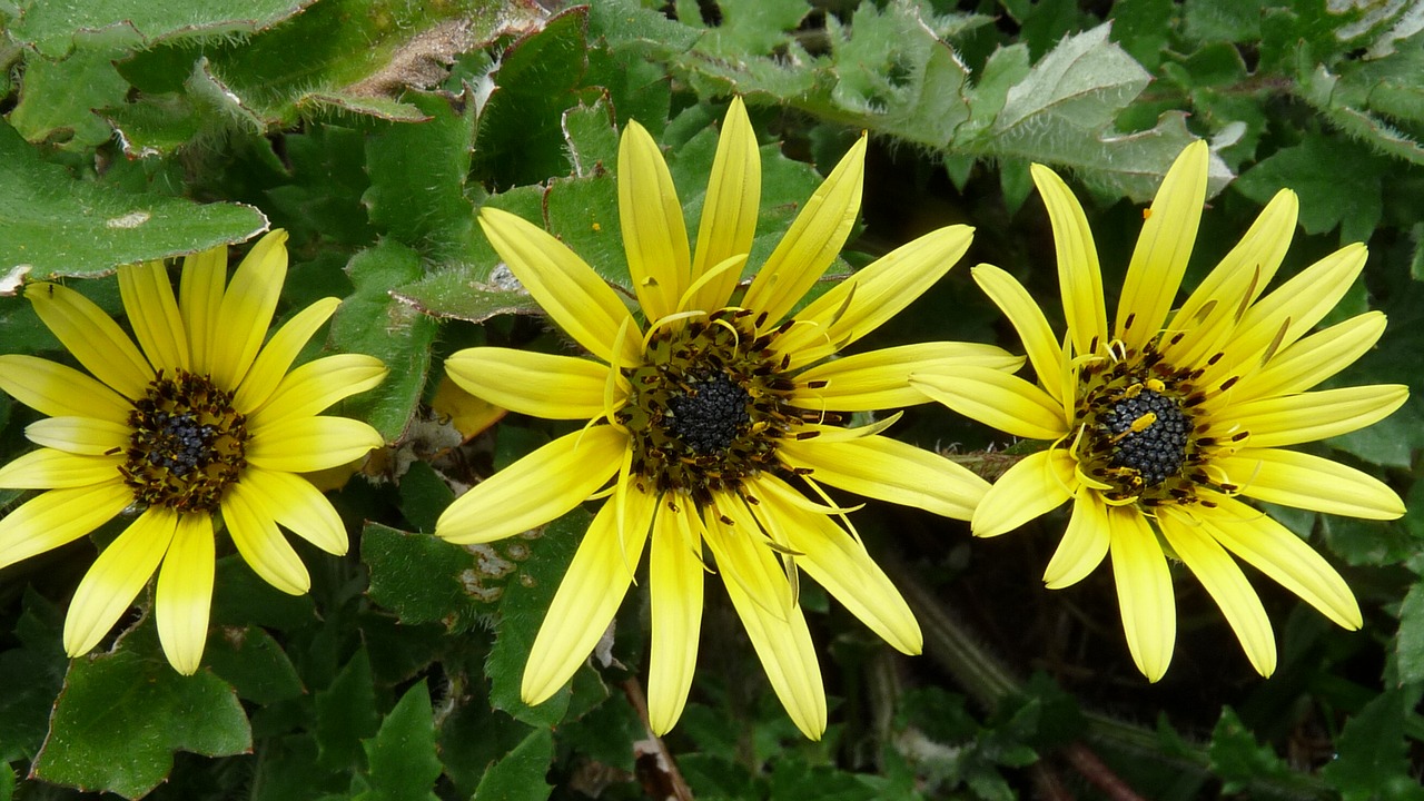 yellow cape weed free photo