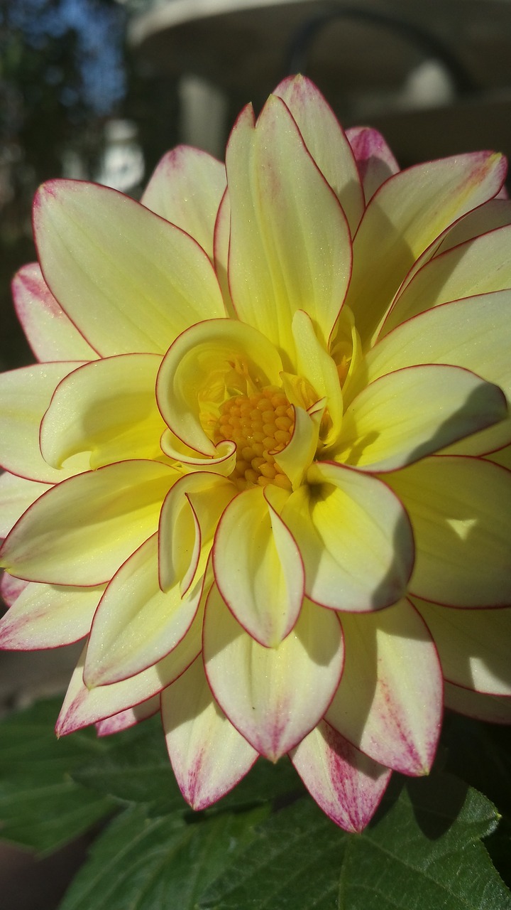 yellow beauty flower free photo