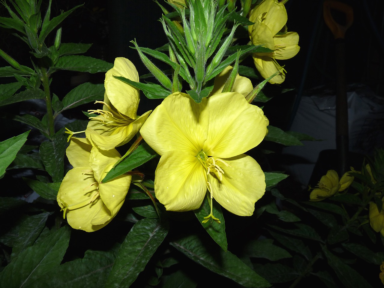 yellow evening primrose free photo