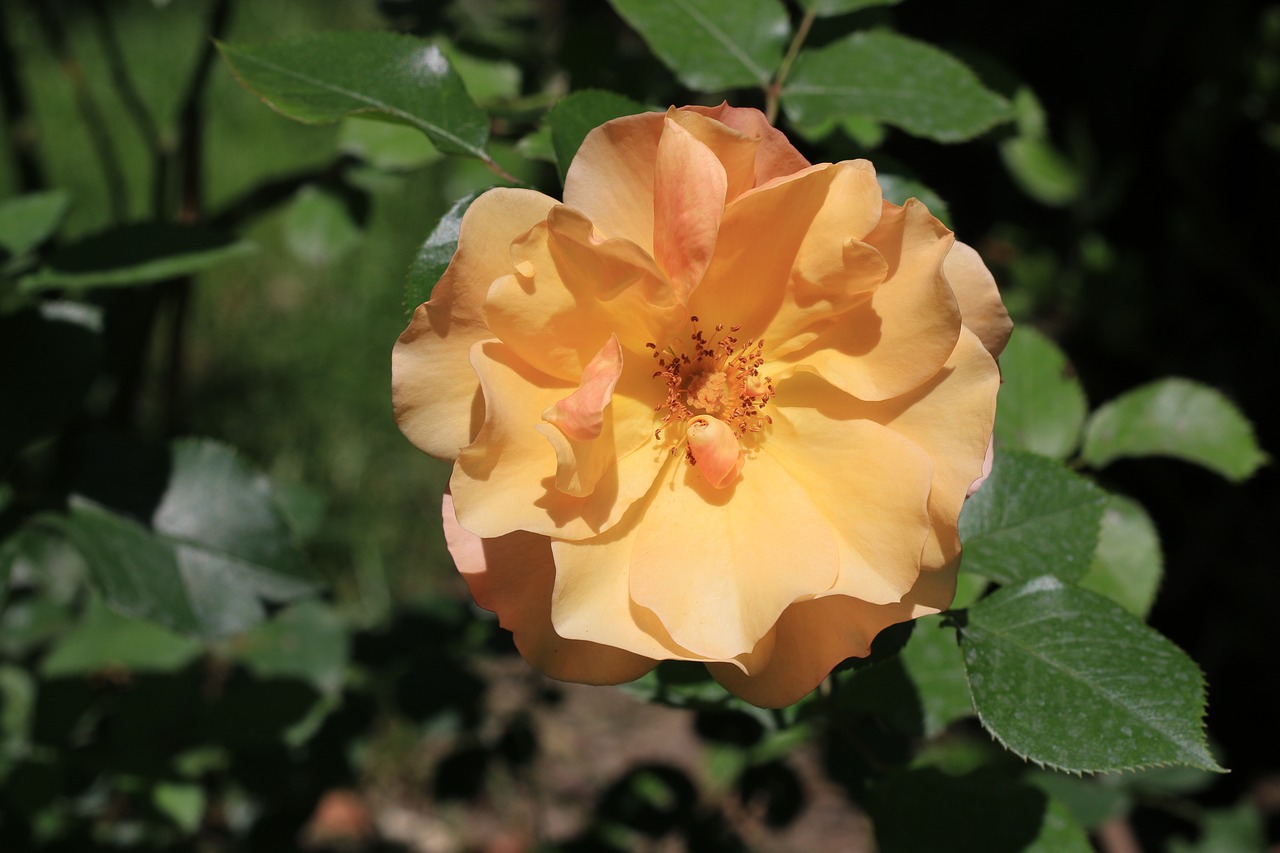 yellow flower plant free photo