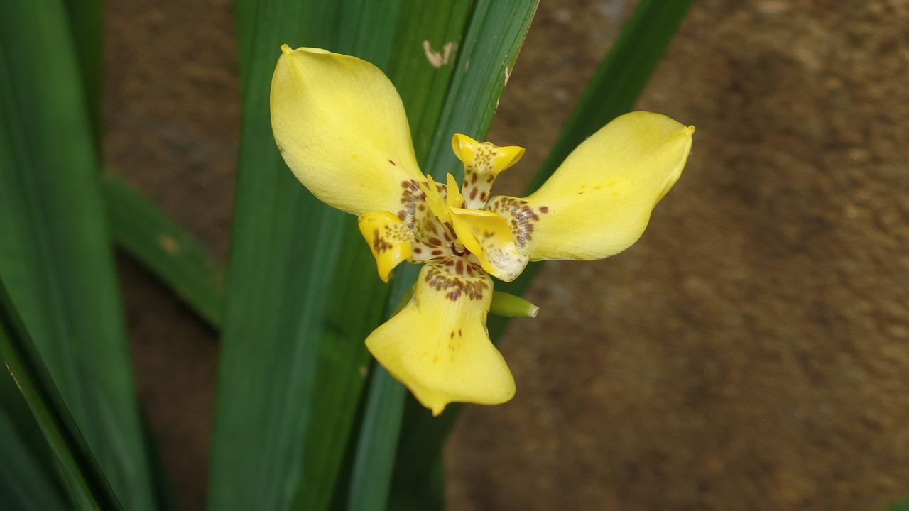 yellow flower garden free photo