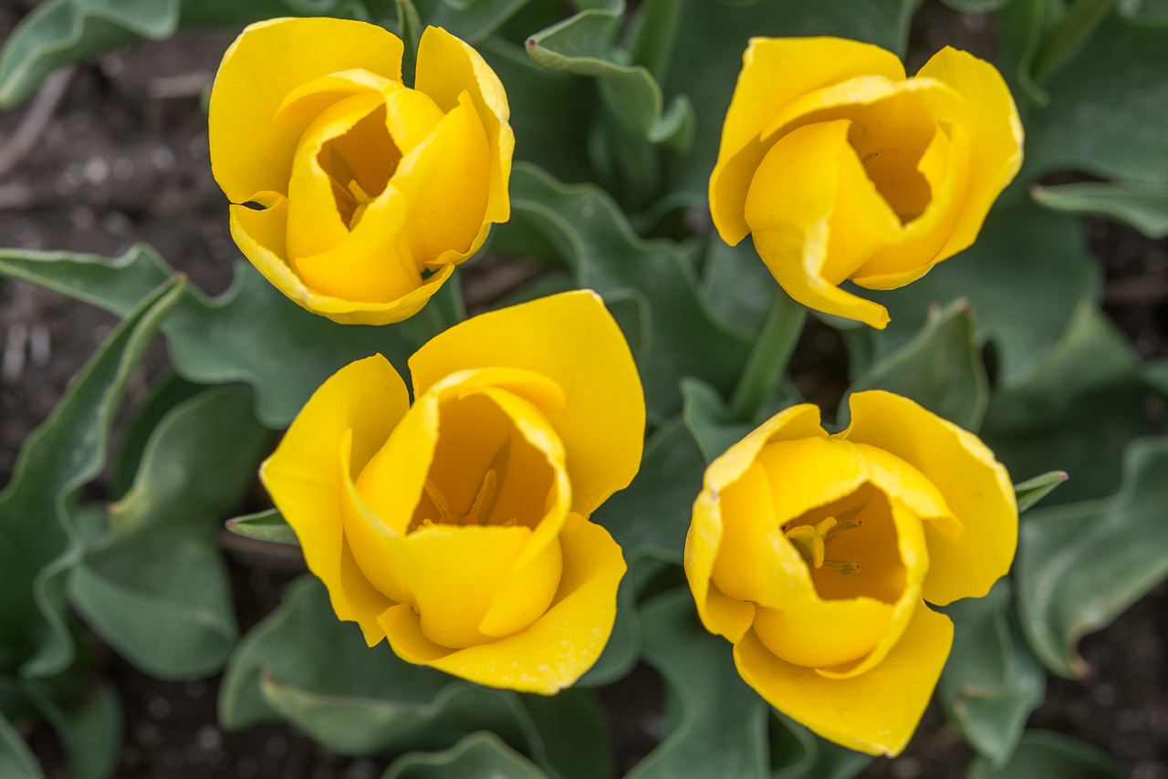 yellow tulips fields free photo