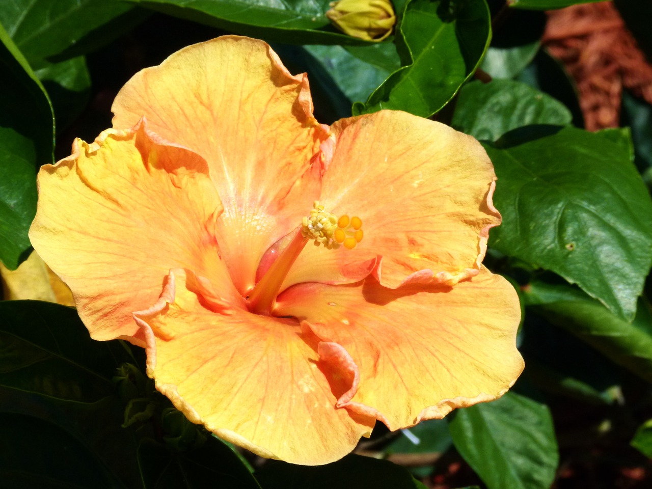 yellow flower hibiscus free photo