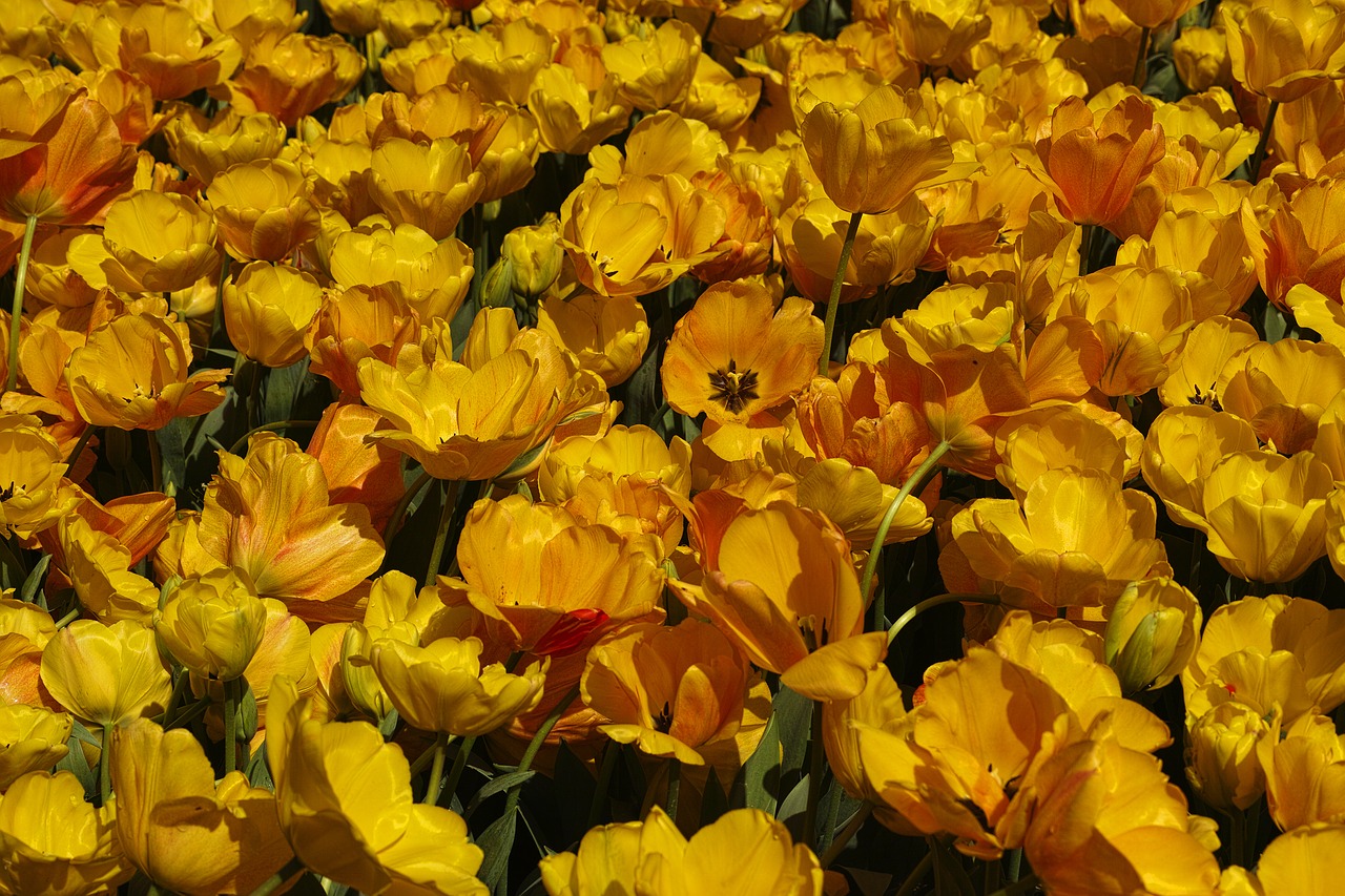 yellow tulips flower free photo