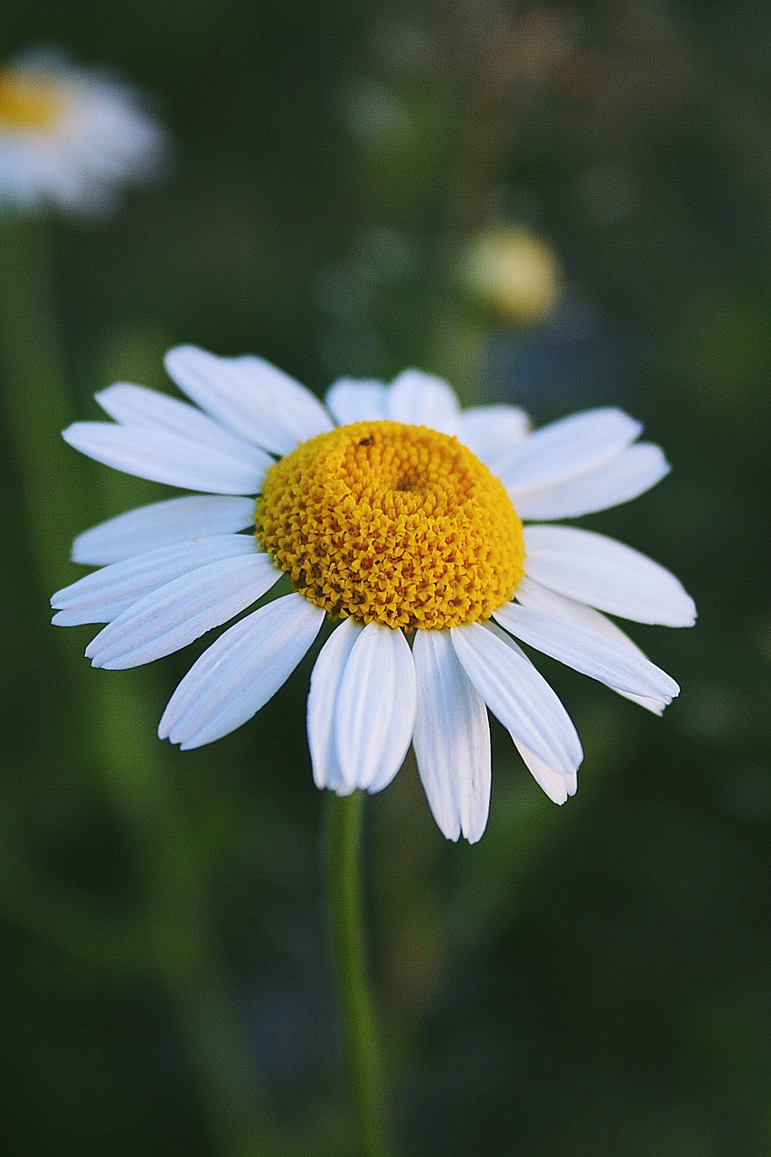 yellow green wild flower free photo