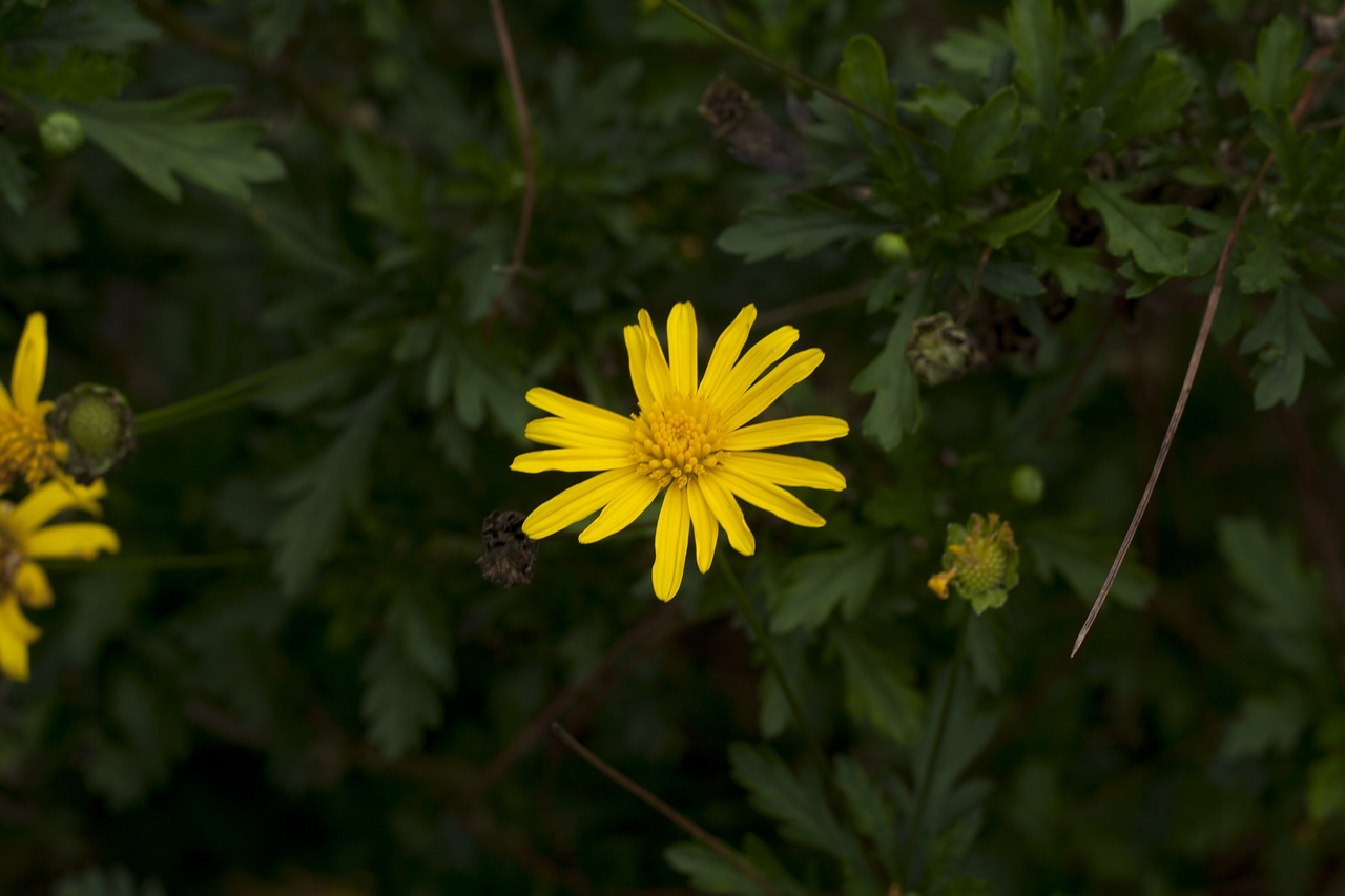 yellow flower bokeh free photo