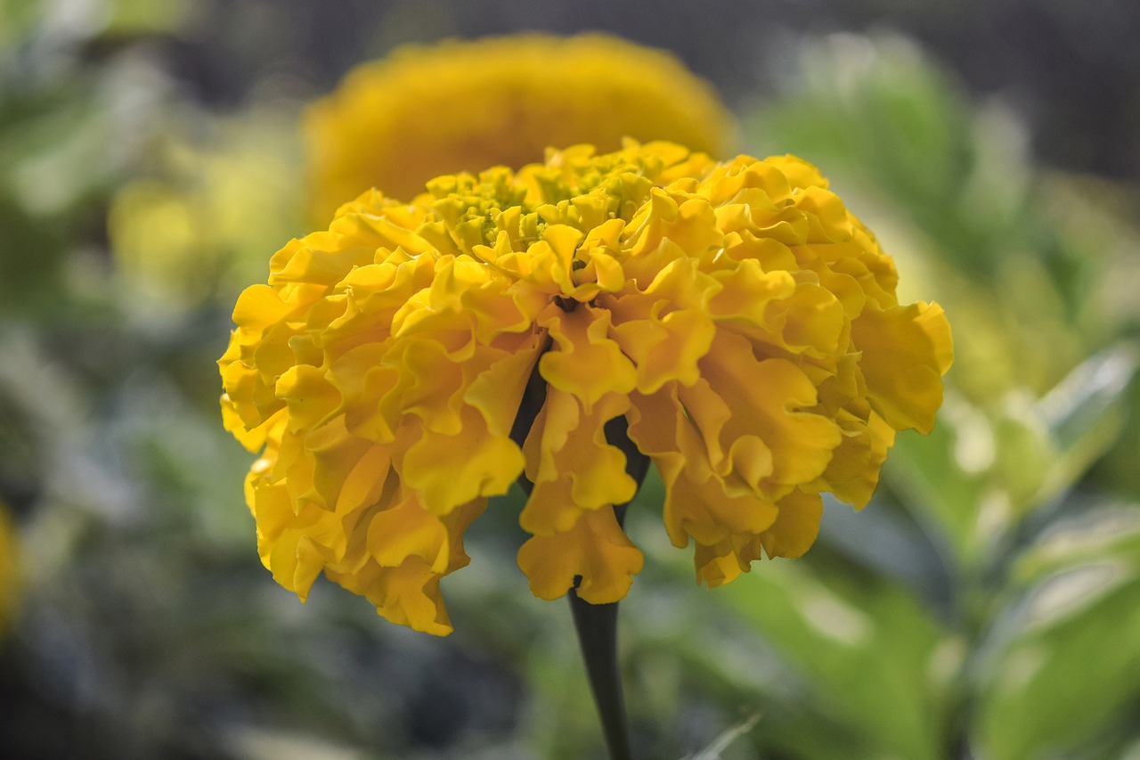 yellow flower floral free photo