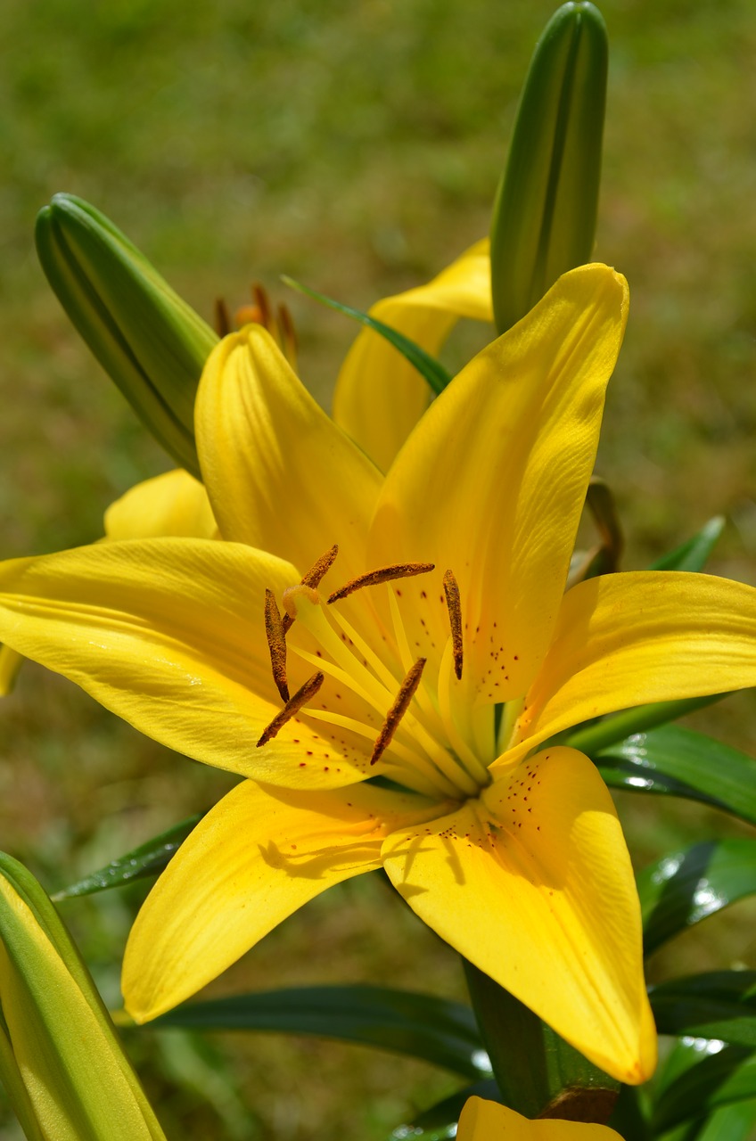 yellow flower lily free photo