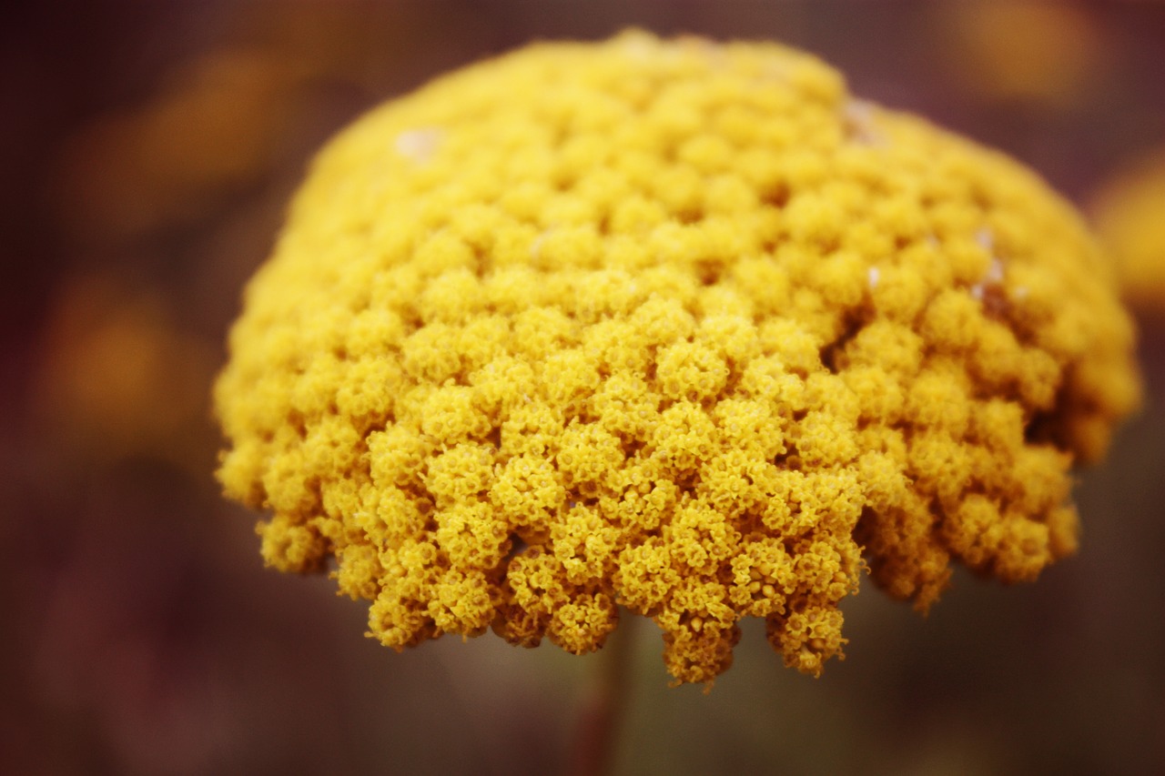 yellow mustard flower free photo