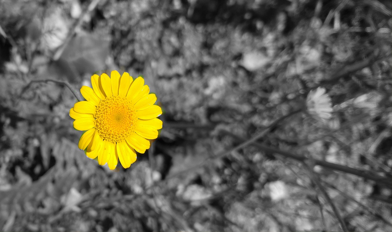 yellow solar color free photo