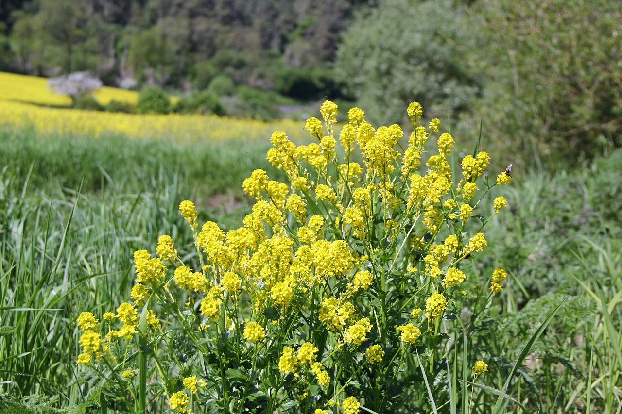 yellow plant flowers free photo