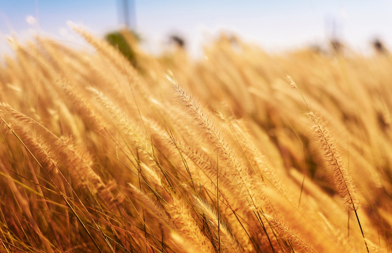 yellow wheat field free photo