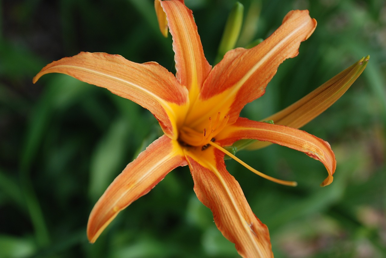 yellow orange flower free photo