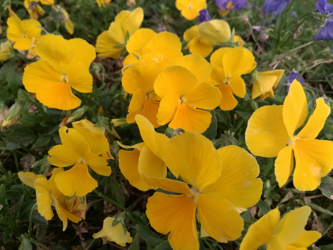 yellow little flower beautiful free photo