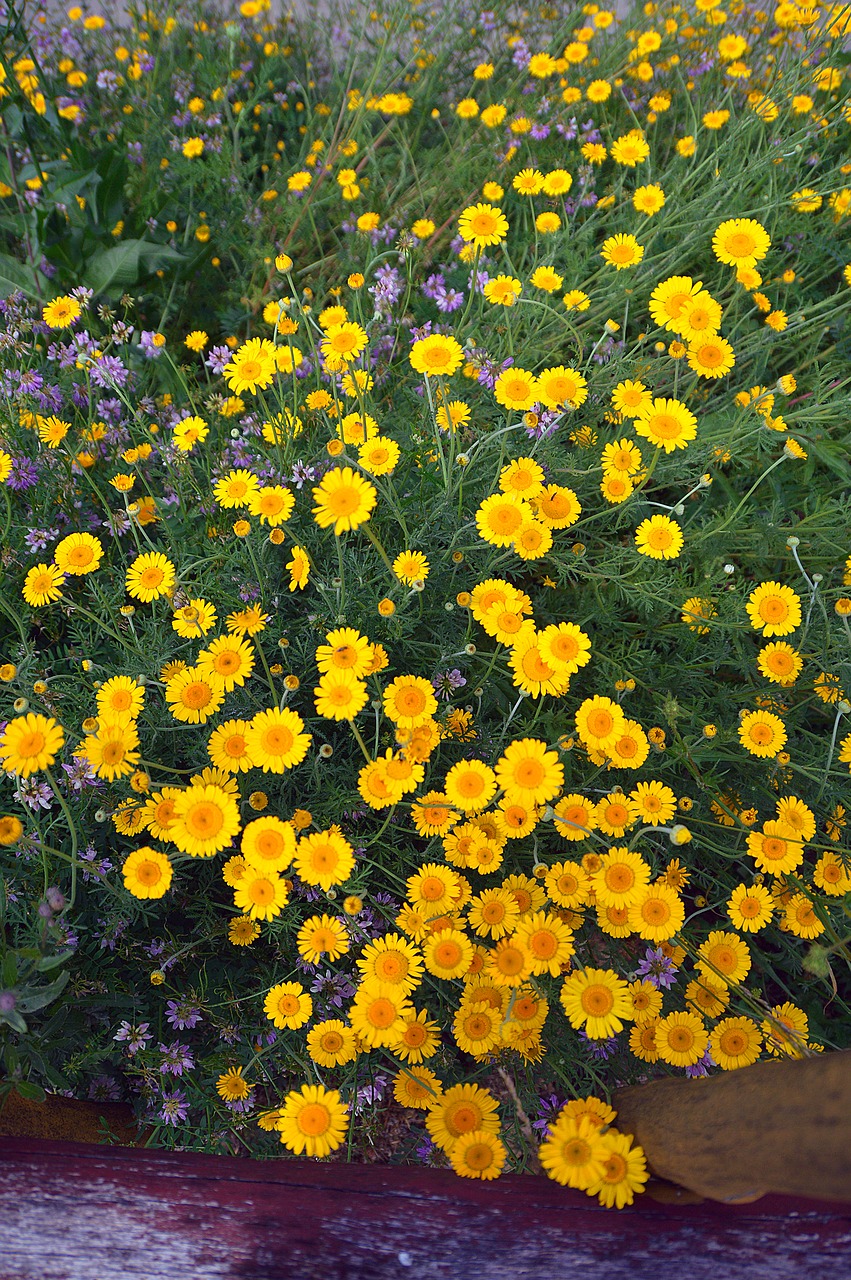 yellow flowers summer free photo
