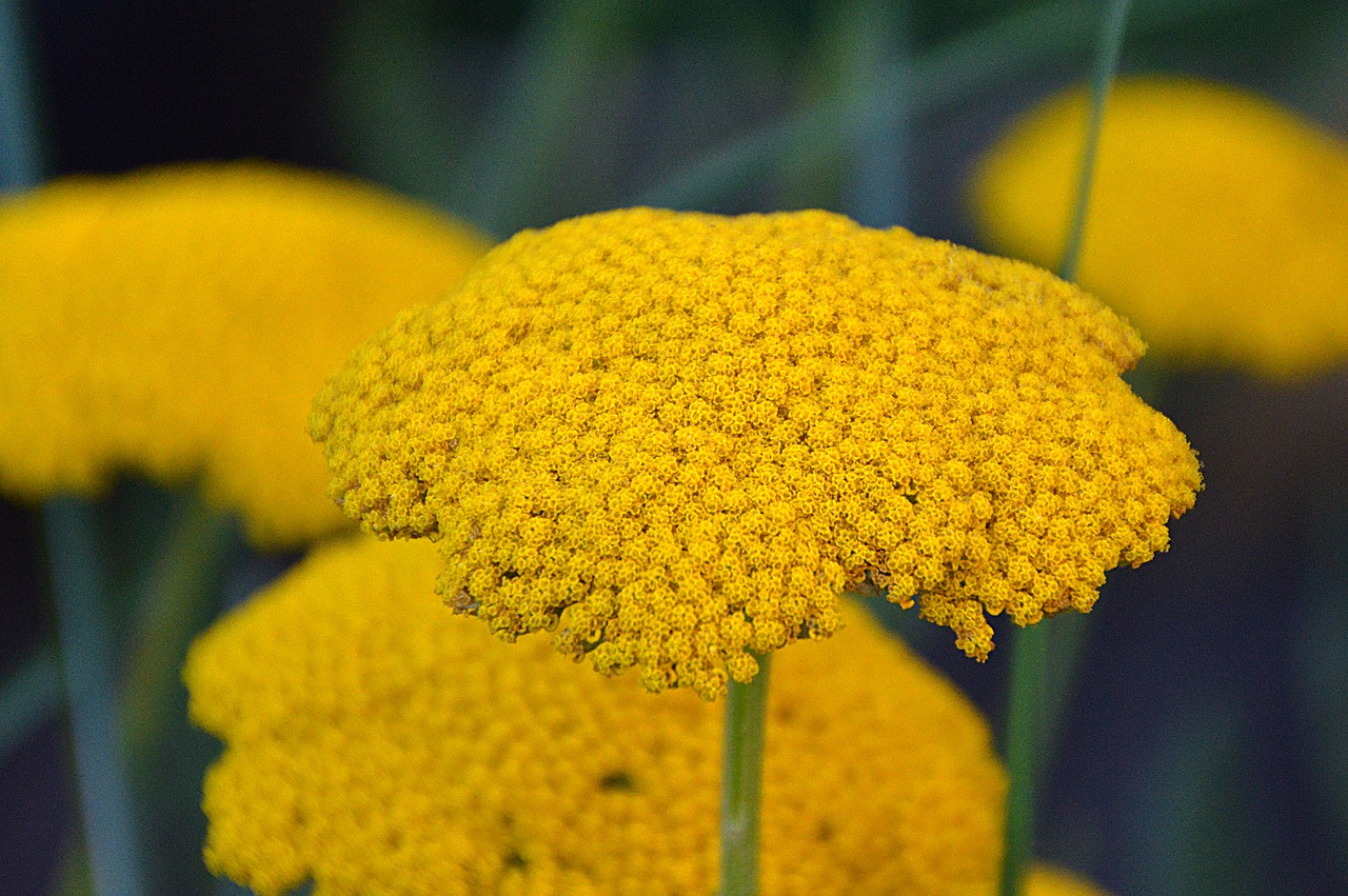 yellow flower flowers free photo