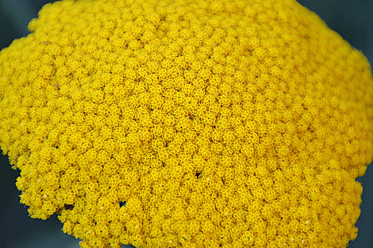 yellow flower flowers free photo