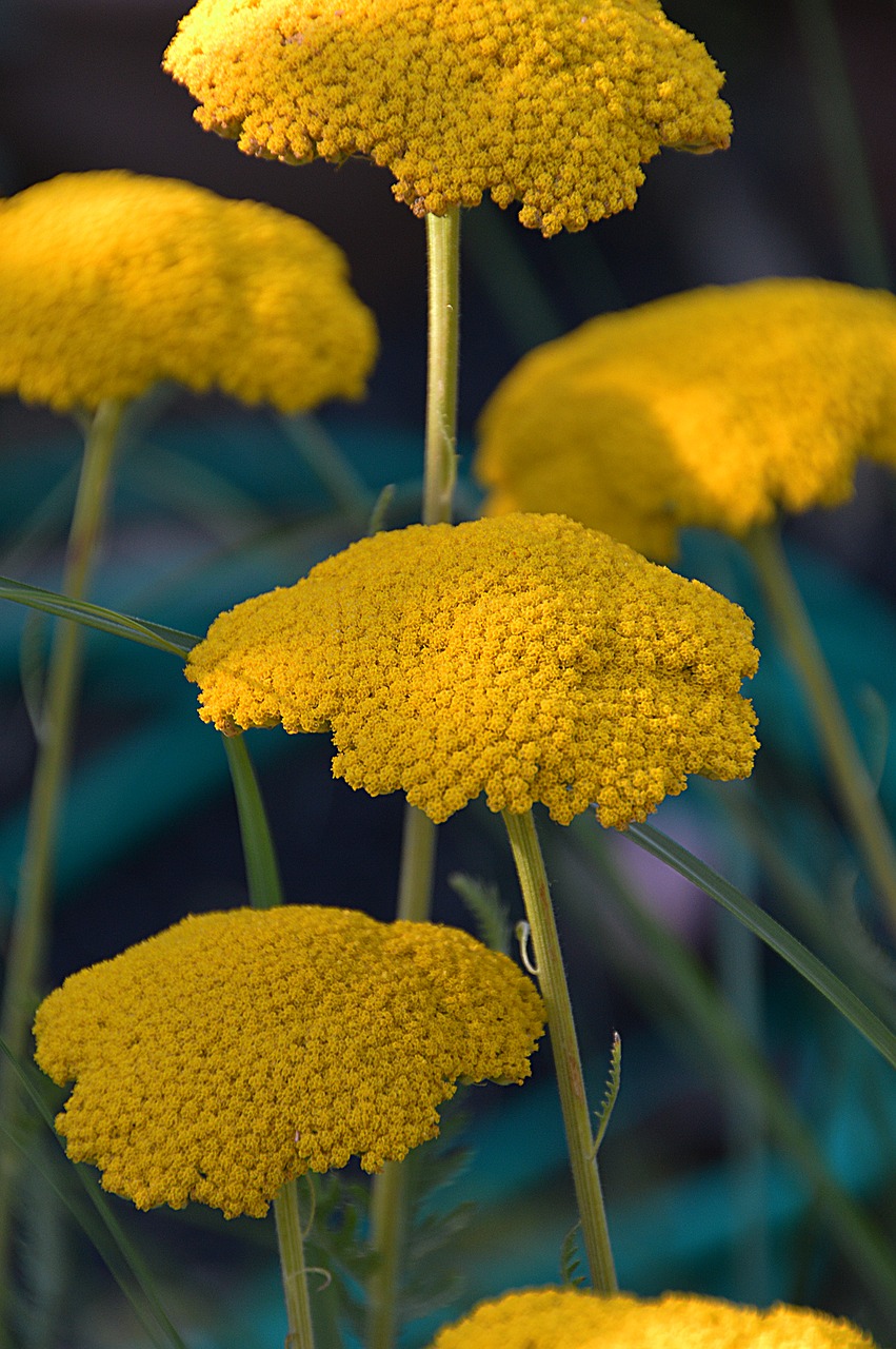 yellow flower flowers free photo