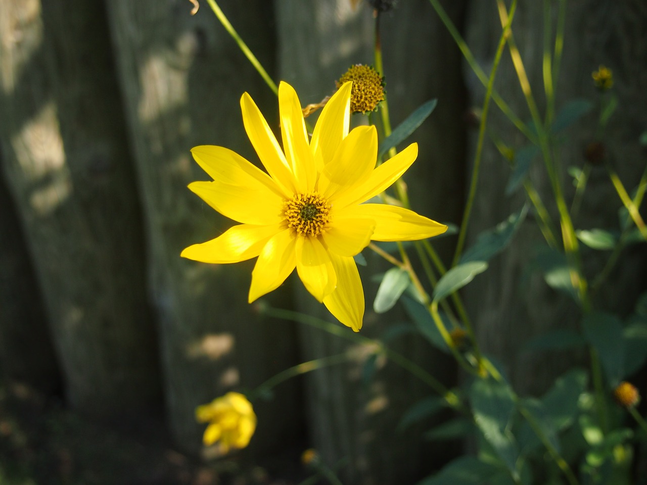 yellow flower yellow flower free photo