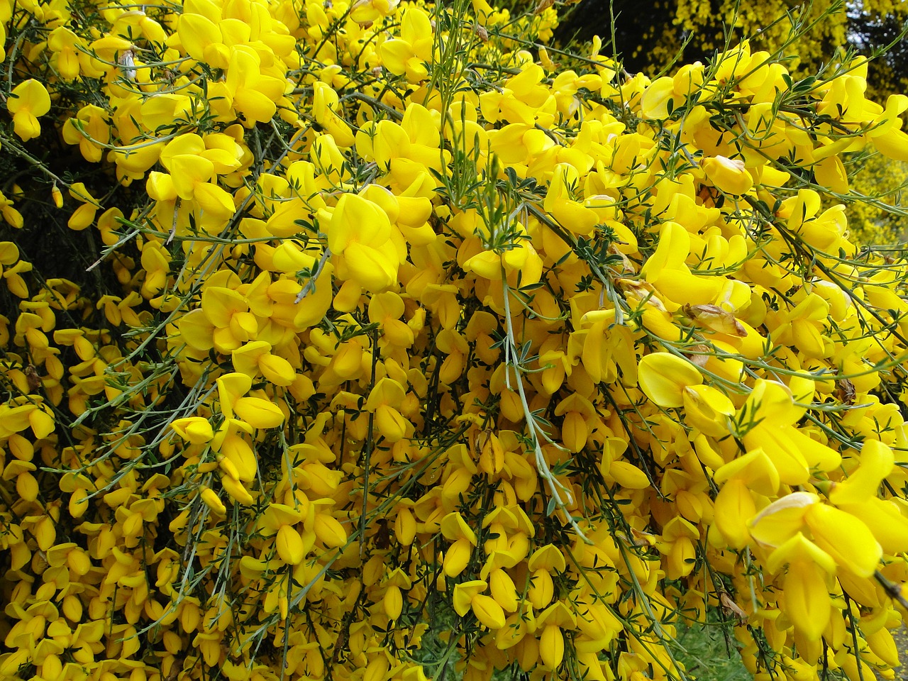 yellow plants nature free photo