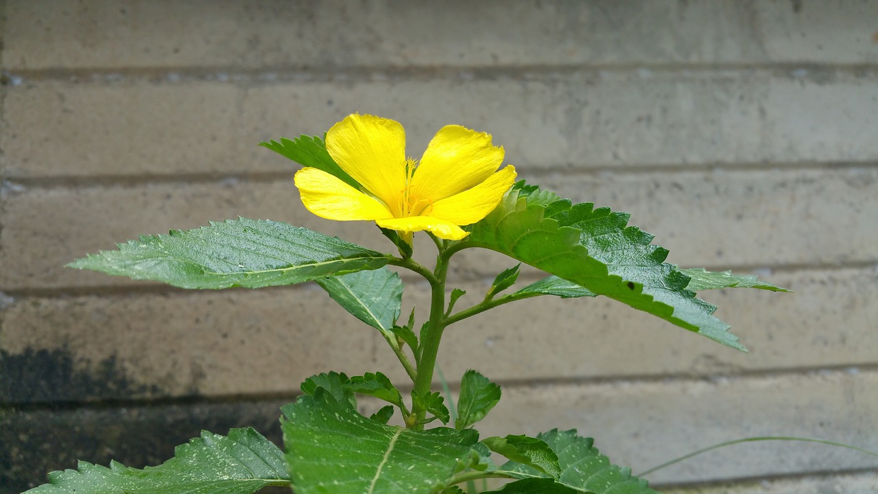 yellow flower wall free photo