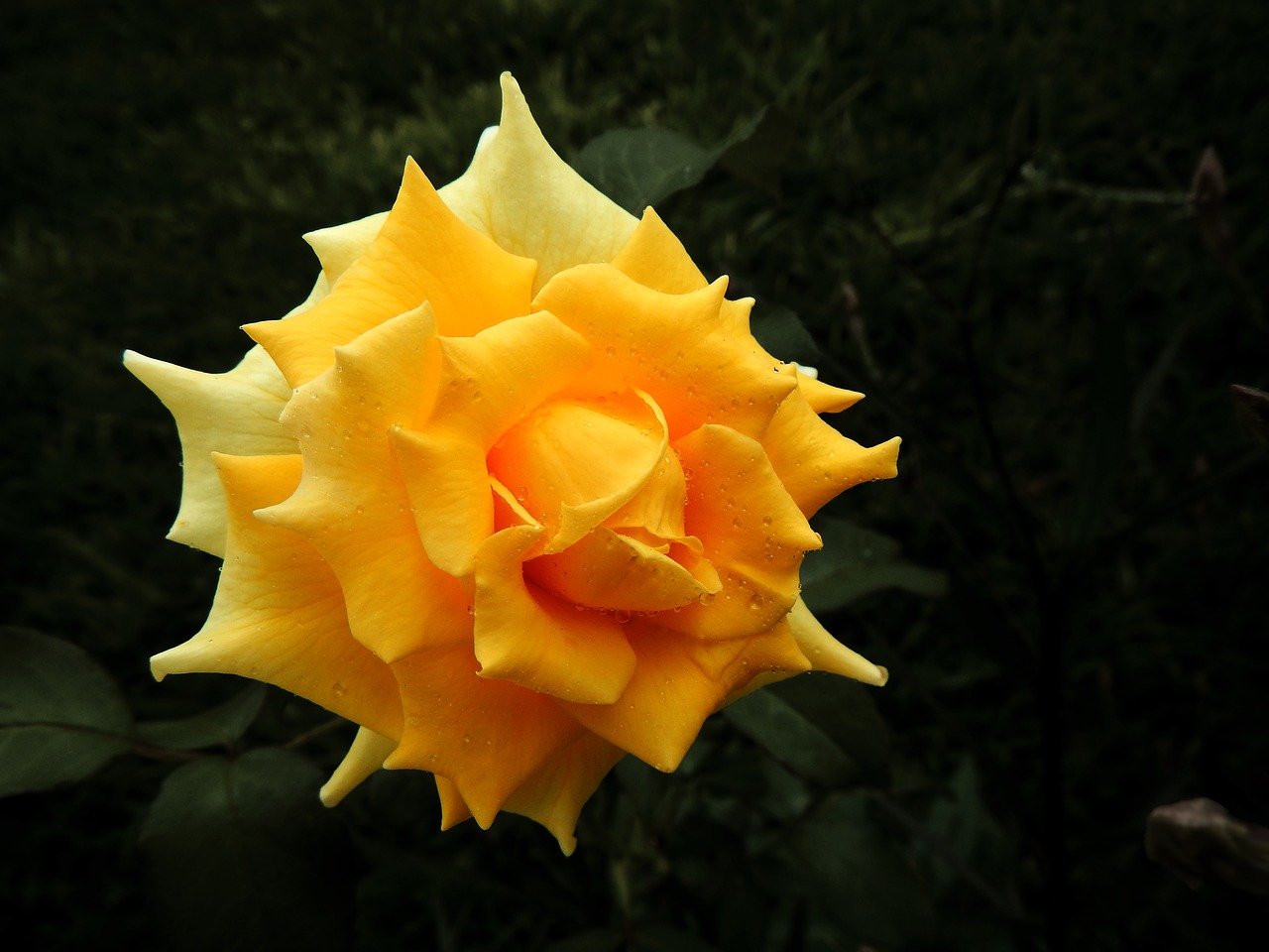 yellow rose flower free photo