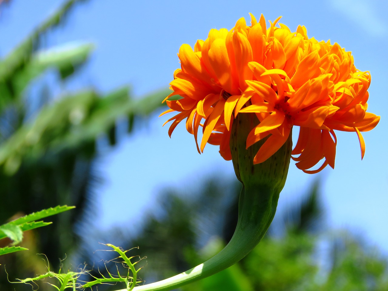 yellow flower fresh free photo