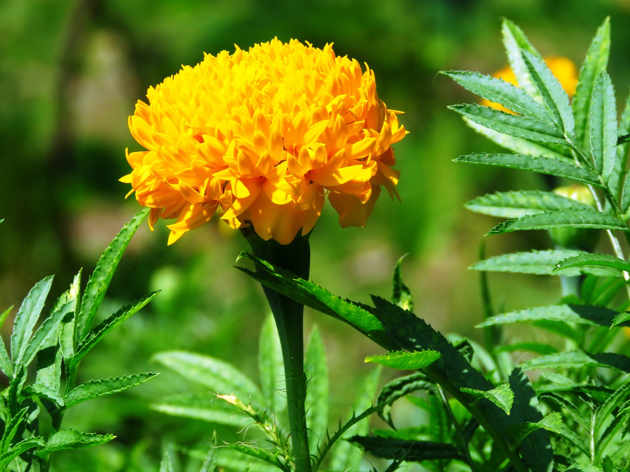 yellow flower fresh free photo