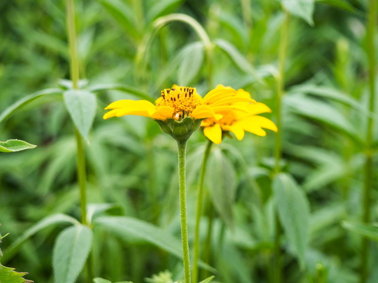 yellow petals beautiful free photo