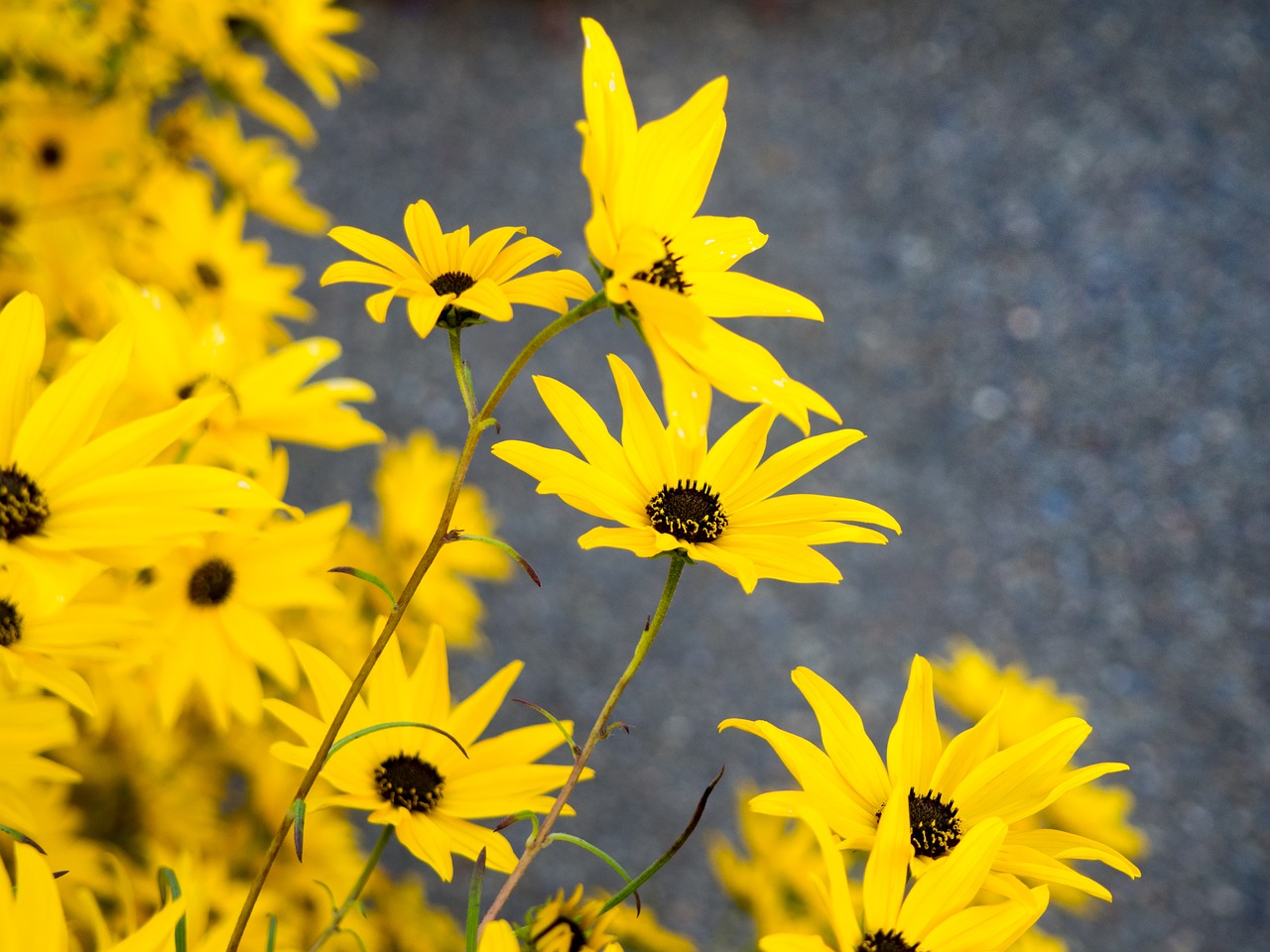 yellow petals flowers free photo