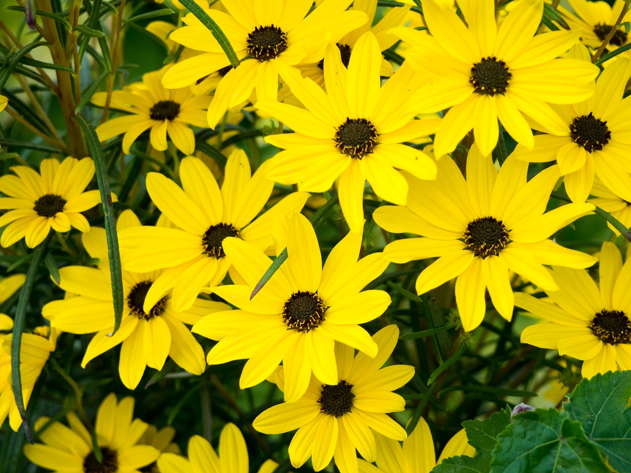 yellow petals flowers free photo