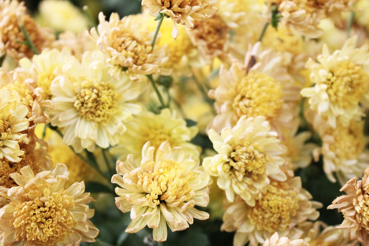 yellow petals bloom free photo