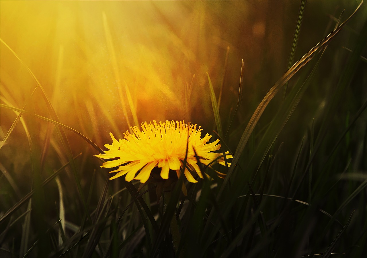 yellow petal flower free photo