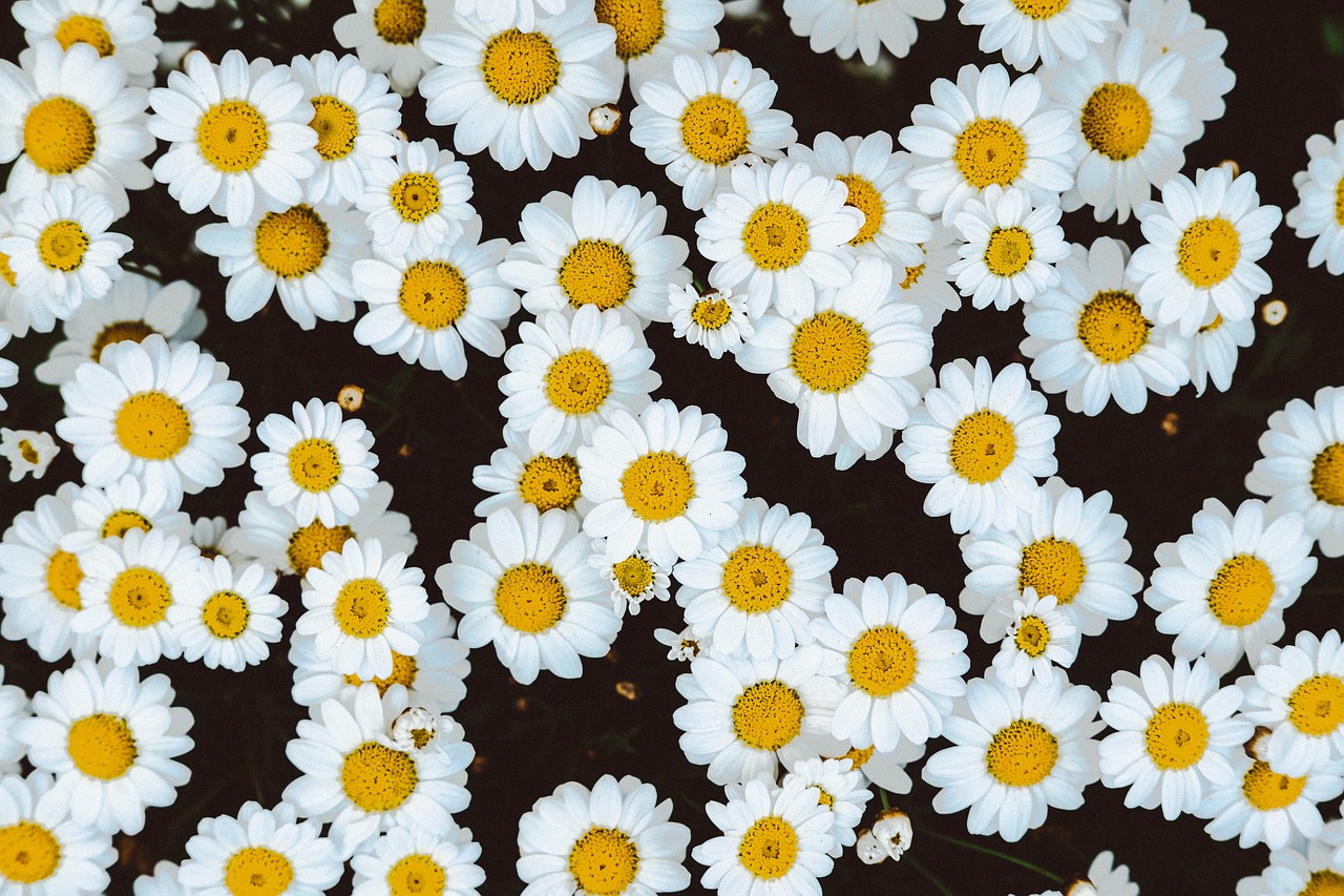 yellow white flower free photo