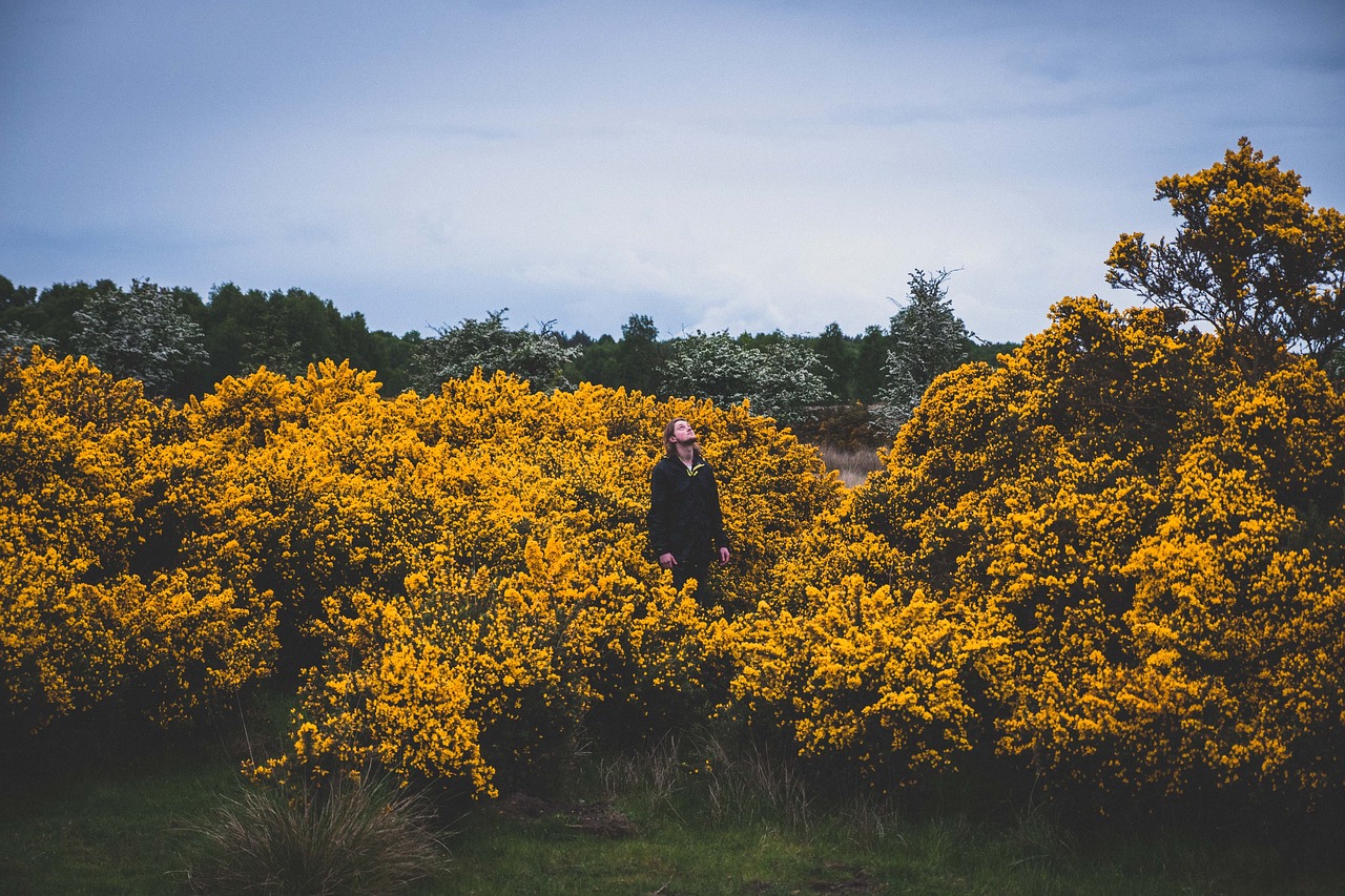 yellow flower plants free photo