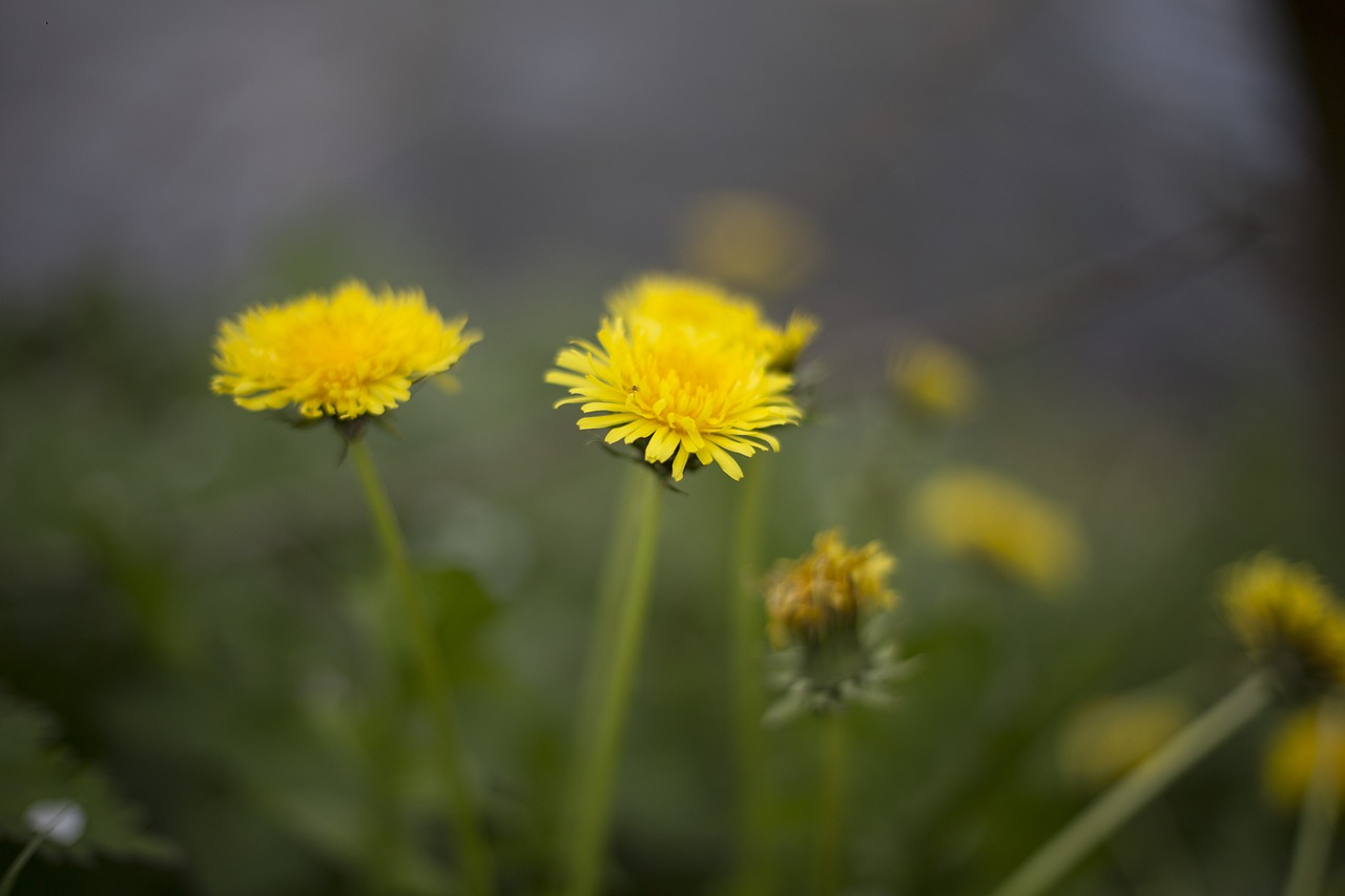 yellow petal flower free photo