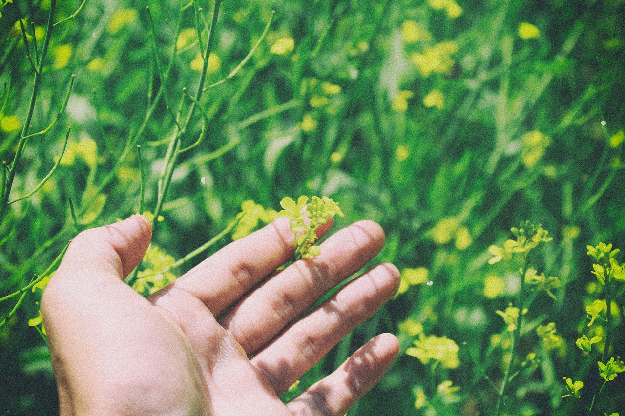 yellow flowers green free photo