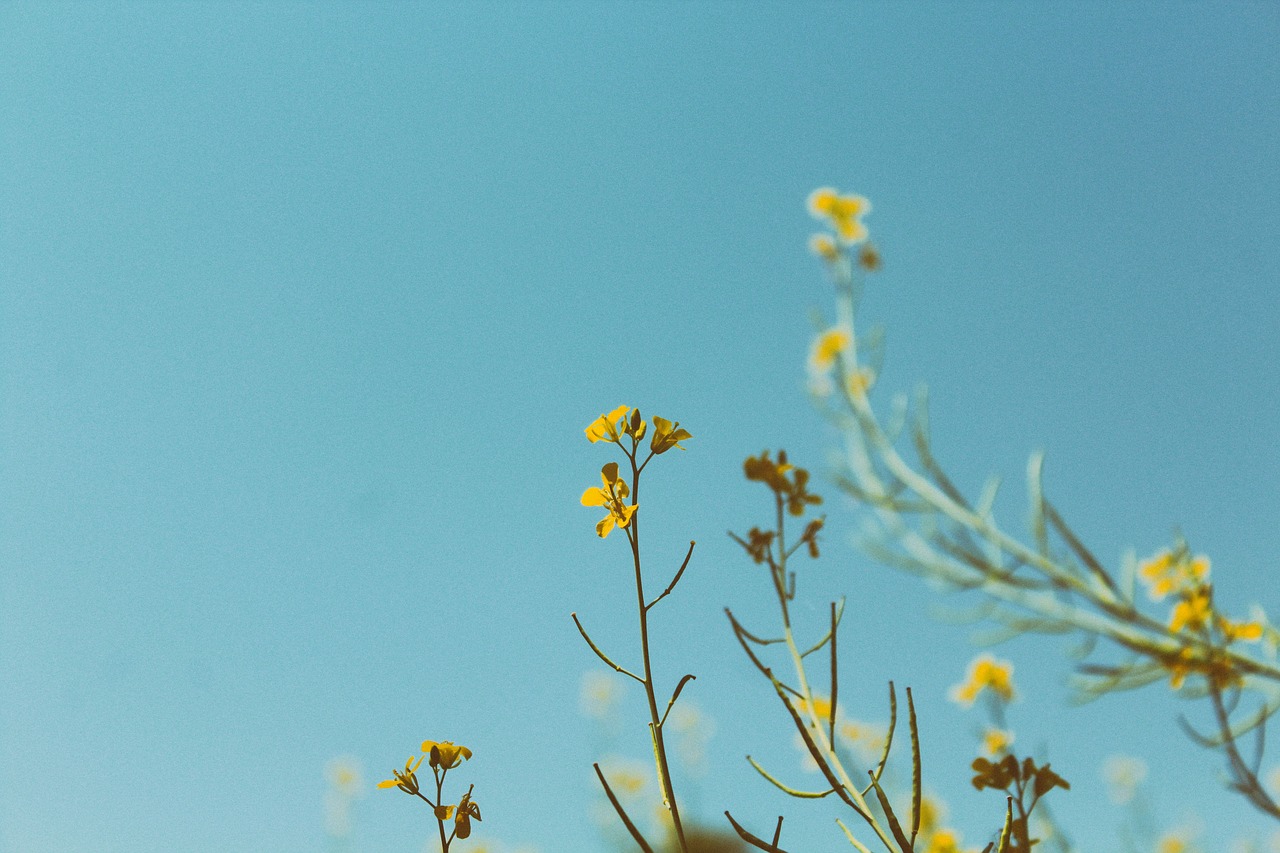 yellow flowers grass free photo