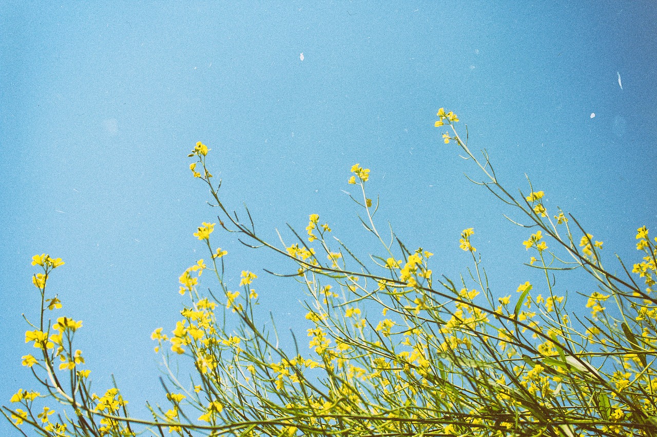 yellow flowers grass free photo